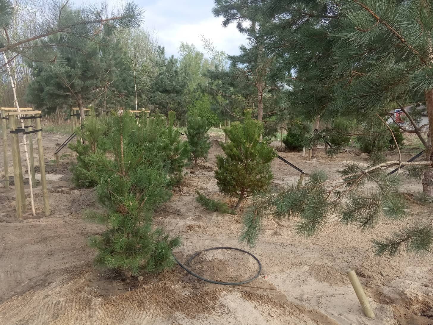 Sadzenie dużych drzew – Skawina